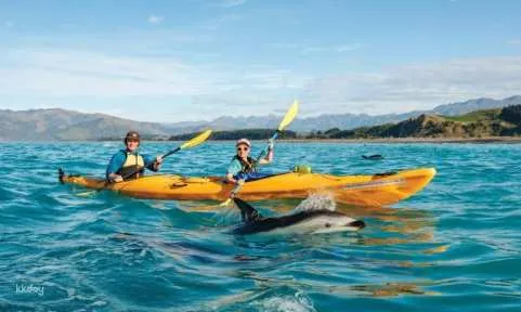 Kaikoura Wildlife Kayaking Tour | New Zealand