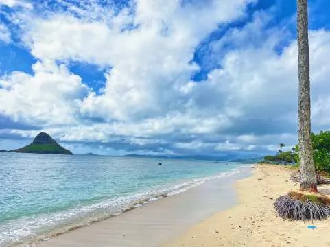 Oahu Island Experience and North Shore Day Tour with Hotel Transfer | Hawaii