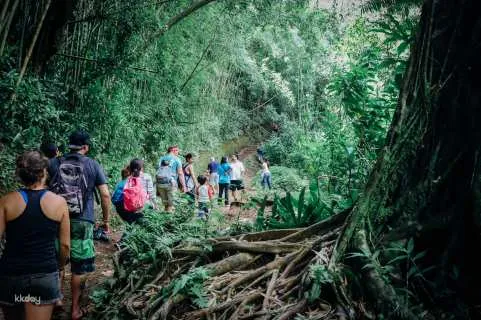 Manoa Falls Hike Tour with Lunch | Hawaii Oahu