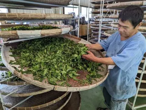 Kaohsiung local experience | Liugui native species camellia kneading tea experience