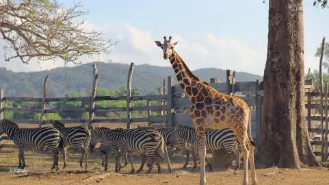 Coron Island Day Tour: Calauit Safari With Optional Island Hopping Tour | Philippines