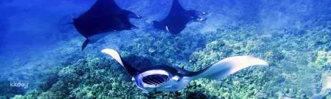 Big Island Manta Ray Night Tour with Snorkel Gear and Snacks | Hawaii, United States