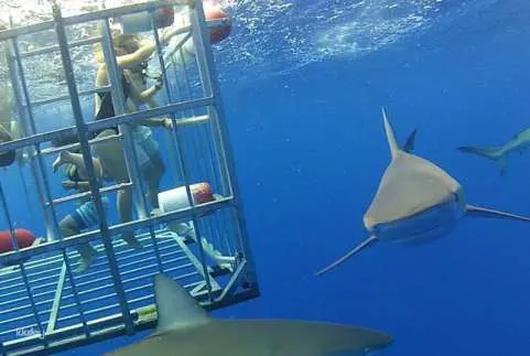 Hawaii Oahu | Shark Cage Experience