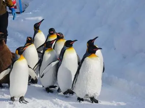 [Guaranteed Departure for Solo Travelers] Hokkaido One-Day Tour from Sapporo: Asahiyama Zoo, Ningle Terrace, Biei Blue Pond & More | Japan