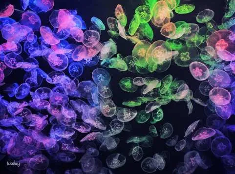 Hong Kong Ocean Cube Discovery Center | Hong Kong’s first ocean experience center | 2-hour experience ticket. Day ticket to explore the museum｜A great place for parents and children