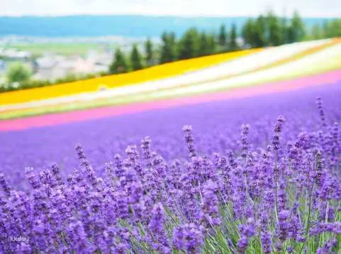 [Early Bird Limited Offer | 50% OFF] Furano, Hokkaido 1-Day Tour: Farm Tomita - Irodori Field, Shikisai-no-oka in Biei, & Shirogane Blue Pond | Departure from Sapporo