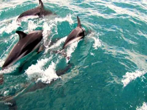 Akaroa Harbour Nature Cruise | New Zealand